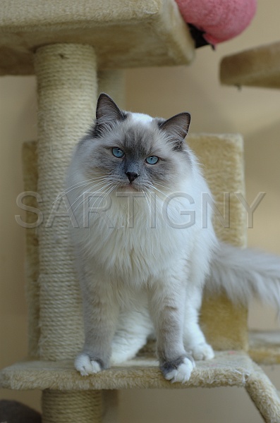 RAGDOLLS 021.jpg